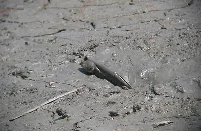 Pug-headed mudskipper (Periophthalmodon freycineti)