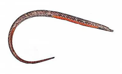 Pug-nosed pipefish (Pugnaso curtirostris)