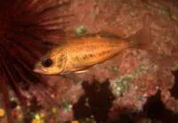 Puget Sound rockfish (Sebastes emphaeus)