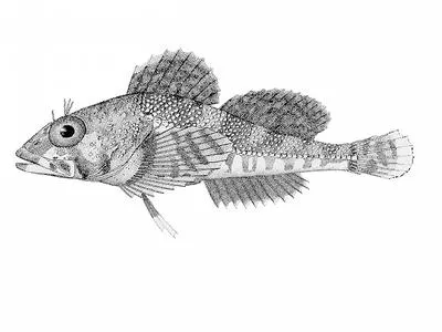 Puget Sound sculpin (Ruscarius meanyi)