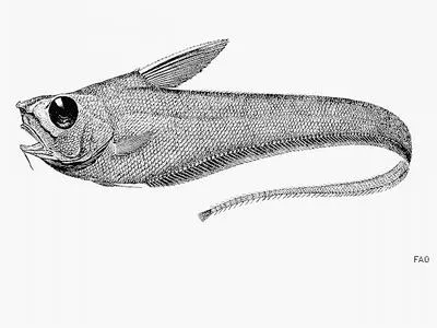 Pugnose grenadier (Sphagemacrurus grenadae)