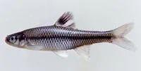 Pugnose minnow (Opsopoeodus emiliae emiliae)