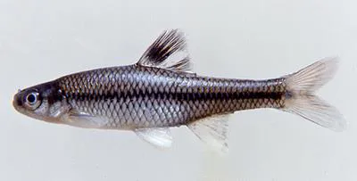 Pugnose minnow (Opsopoeodus emiliae emiliae)