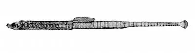 Pugnose pipefish (Bryx dunckeri)