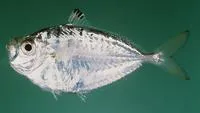 Pugnose ponyfish (Secutor insidiator)