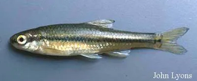 Pugnose shiner (Notropis anogenus)