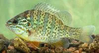 Pumpkinseed (Lepomis gibbosus)
