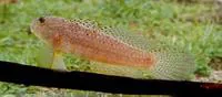 Puntang goby (Exyrias puntang)