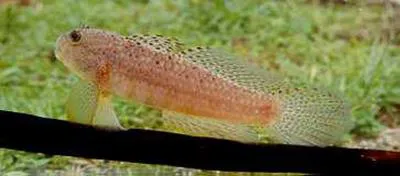 Puntang goby (Exyrias puntang)