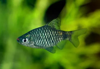 Puntio barb (Puntius puntio)