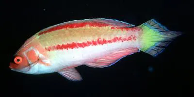 Purple-boned wrasse (Cirrhilabrus blatteus)