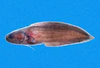 Purple brotula (Grammonus diagrammus)