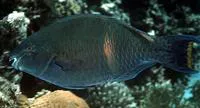 Purple-brown parrotfish (Scarus fuscopurpureus)