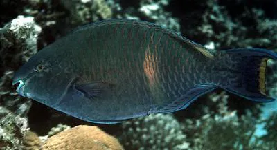 Purple-brown parrotfish (Scarus fuscopurpureus)