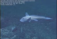 Purple chimaera (Hydrolagus purpurescens)