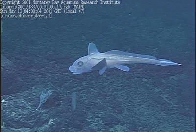 Purple chimaera (Hydrolagus purpurescens)