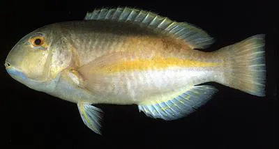 Purple eyebrowed tuskfish (Choerodon zamboangae)