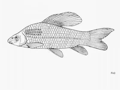 Purple labeo (Labeo congoro)