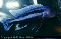 Purple mbuna (Melanochromis vermivorus)