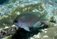 Purple reeffish (Chromis scotti)