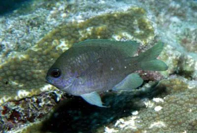 Purple reeffish (Chromis scotti)