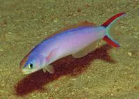 Purple sand tilefish (Hoplolatilus purpureus)