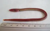 Purple spaghetti-eel (Moringua raitaborua)