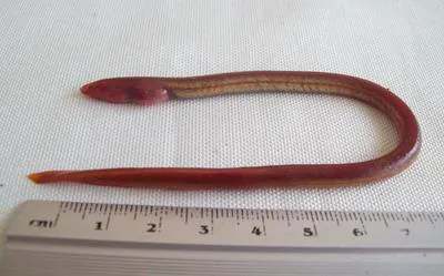 Purple spaghetti-eel (Moringua raitaborua)