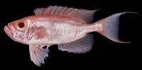 Purple-spotted bigeye (Priacanthus tayenus)