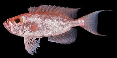 Purple-spotted bigeye (Priacanthus tayenus)