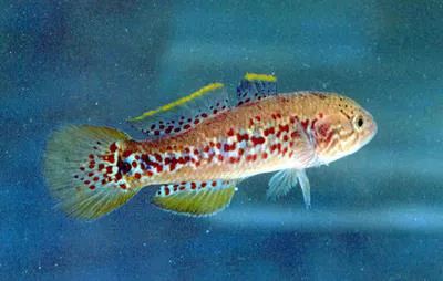 Purple-spotted gudgeon (Mogurnda adspersa)