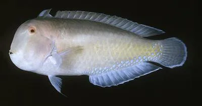 Purple-spotted wrasse (Iniistius jacksonensis)