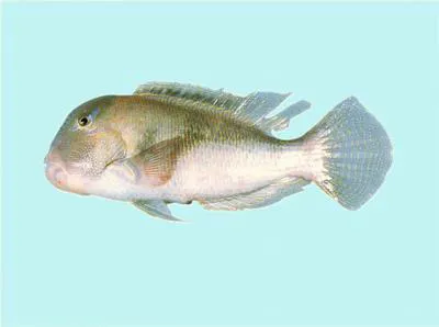 Purple tuskfish (Choerodon cephalotes)