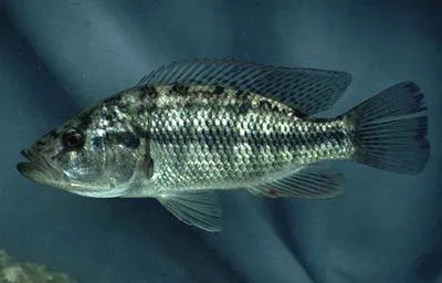 Purpleface largemouth (Serranochromis macrocephalus)