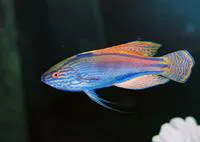 Purplelined wrasse (Cirrhilabrus lineatus)