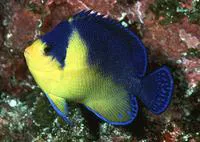 Purplemask angelfish (Centropyge venusta)