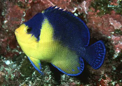 Purplemask angelfish (Centropyge venusta)