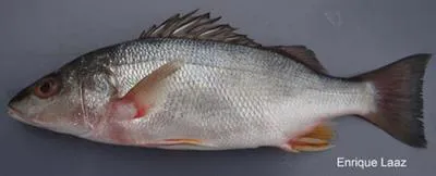 Purplemouth grunt (Pomadasys bayanus)