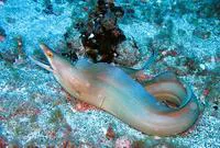 Purplemouth moray (Gymnothorax vicinus)
