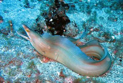 Purplemouth moray (Gymnothorax vicinus)