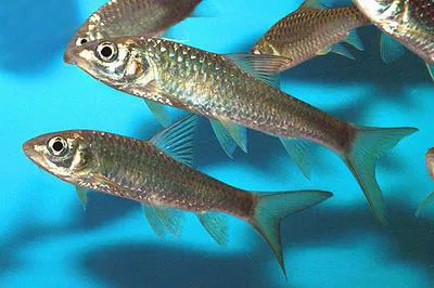 Putitor mahseer (Tor putitora)