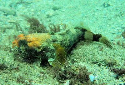 Puzzled toadfish (Austrobatrachus foedus)