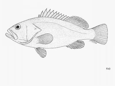 Puzzling grouper (Hyporthodus perplexus)