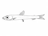 Pygmy argentine (Glossanodon pygmaeus)