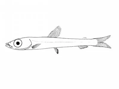 Pygmy argentine (Glossanodon pygmaeus)