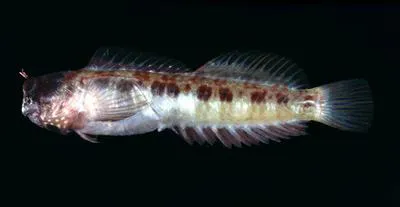 Pygmy blenny (Nannosalarias nativitatis)