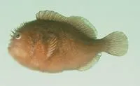 Pygmy coral croucher (Caracanthus unipinna)