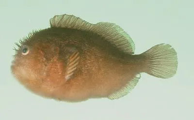 Pygmy coral croucher (Caracanthus unipinna)