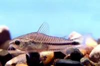 Pygmy corydoras (Corydoras pygmaeus)