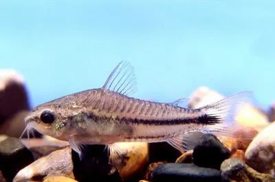 Pygmy corydoras (Corydoras pygmaeus)